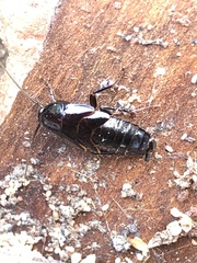 Parcoblatta americana