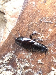 Parcoblatta americana