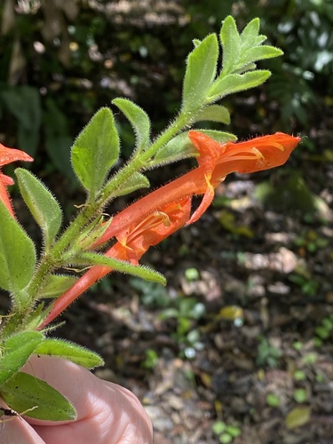 Foto de Planta Batom