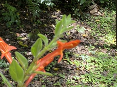 Columnea hirta