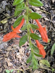 Columnea hirta