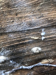 Nicoletiidae