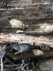 Nicoletiidae