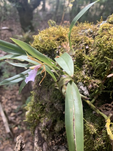 Rhynchostele stellata, photograph 4