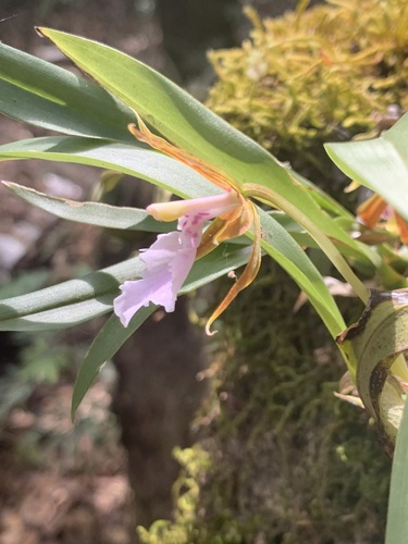 Rhynchostele stellata, photograph 2
