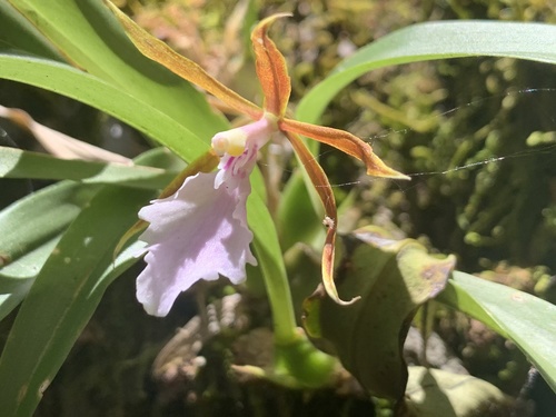 Rhynchostele stellata, photograph 5