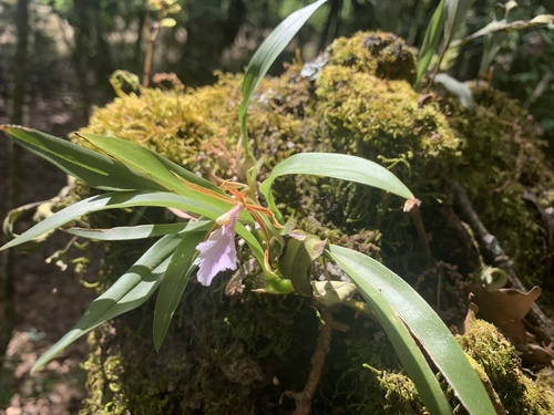 Rhynchostele stellata, photograph 6