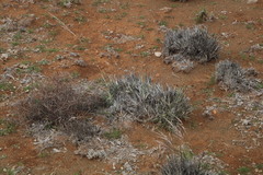 Stipagrostis ciliata capensis