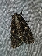 Acronicta afflicta