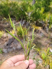 Dichanthelium patentifolium