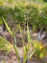 Dichanthelium patentifolium