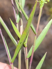 Dichanthelium patentifolium