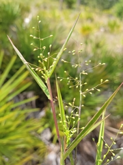 Dichanthelium patentifolium