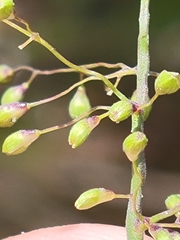 Dichanthelium patentifolium