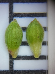 Dichanthelium patentifolium