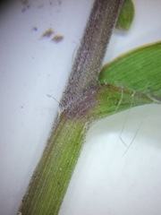 Dichanthelium patentifolium