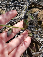 Sairocarpus pusillus