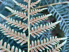 Pteridium esculentum esculentum