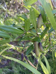 Billardiera heterophylla