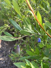 Billardiera heterophylla