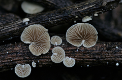 Simocybe haustellaris