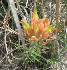 Castilleja lindheimeri