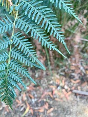 Pteridium esculentum esculentum
