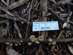 Simocybe haustellaris