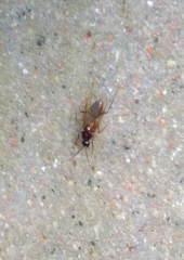 Camponotus americanus