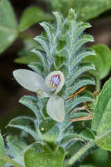 Tetramerium nervosum