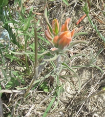 Castilleja lindheimeri