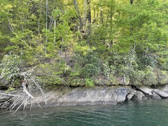 Rhododendron carolinianum