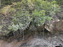 Rhododendron carolinianum