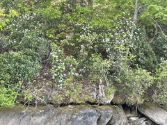 Rhododendron carolinianum