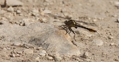 Phanogomphus militaris