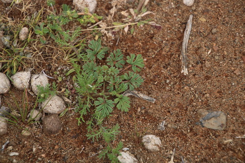 Image of Pelargonium minimum by (c) Tony Rebelo, some rights reserved (CC BY-SA)