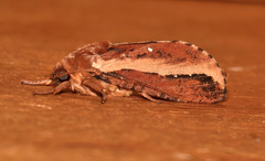 Oxycanus sphragidias