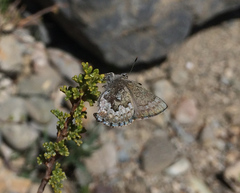 Callophrys fotis