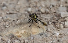 Phanogomphus militaris