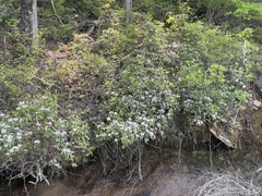 Rhododendron carolinianum
