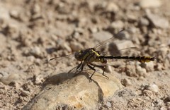 Phanogomphus militaris