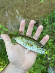 Micropterus warriorensis