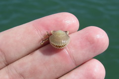 Argopecten irradians concentricus