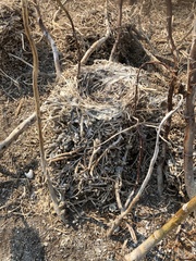 Phalacrocorax varius