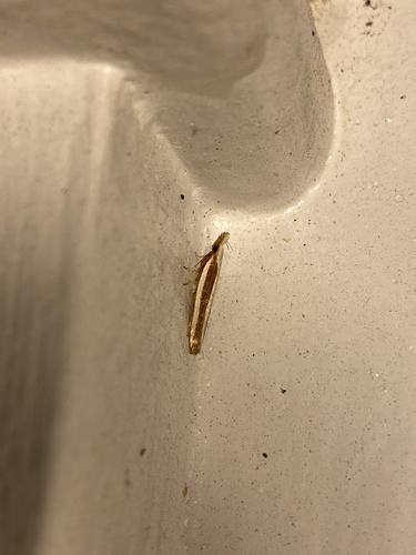 Juniper Webworm Moth and Allies photo 5