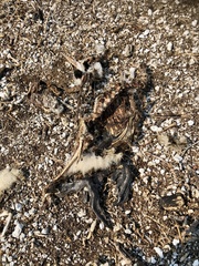 Phalacrocorax varius