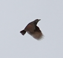 Mirafra assamica