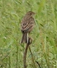 Mirafra assamica