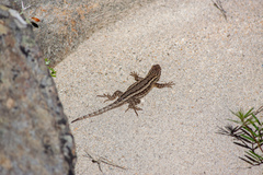 Sceloporus occidentalis becki