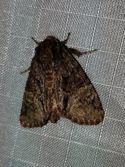 Phosphila turbulenta